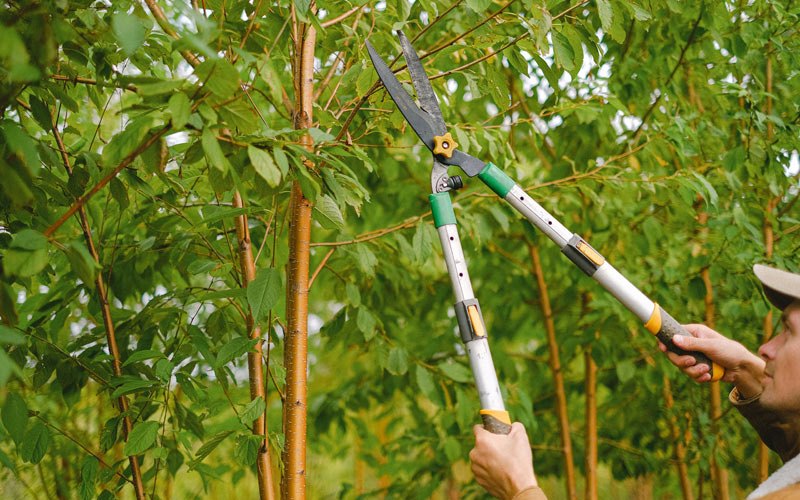 Tree trimming in Bettendorf, IA